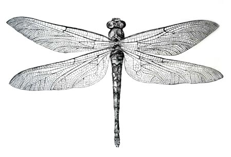 dragonfly