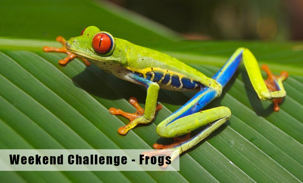 Weekend Art Challenge – Frogs!