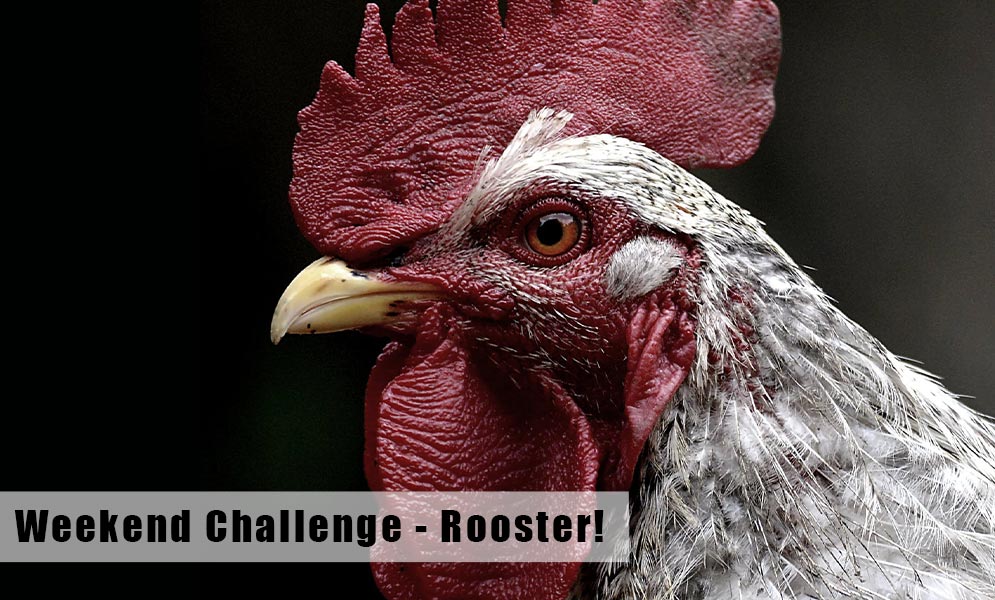 Weekend Art Challenge – Rooster!
