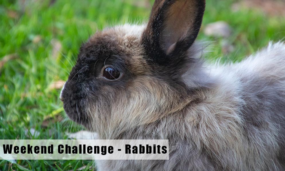 Weekend Art Challenge – Rabbits!