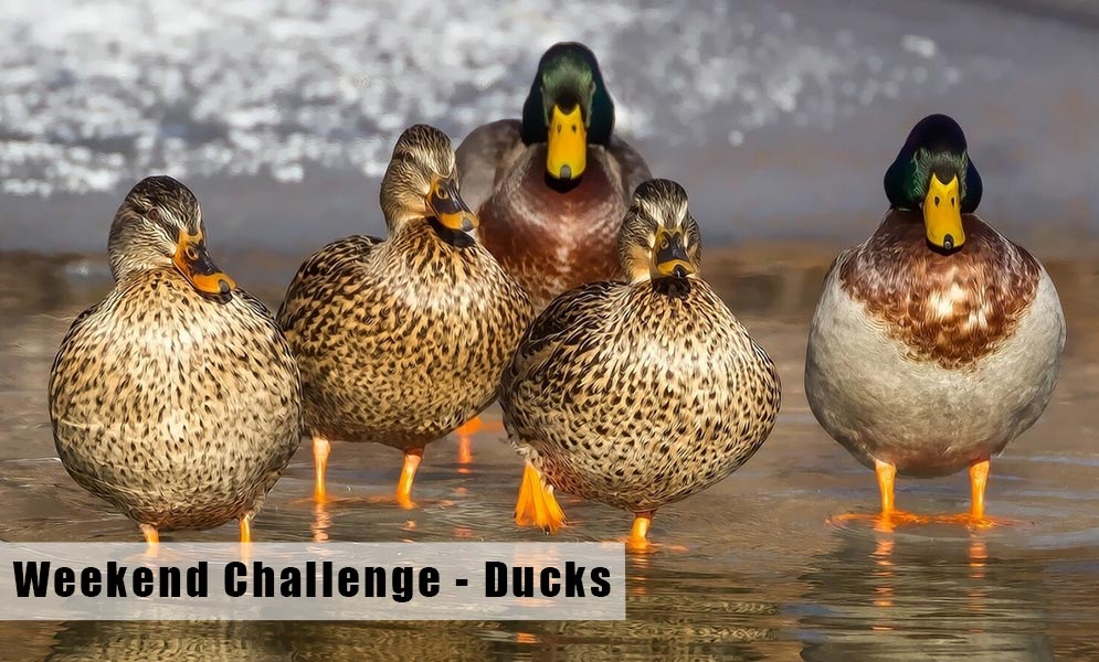 Weekend Art Challenge – Ducks (in a landscape)