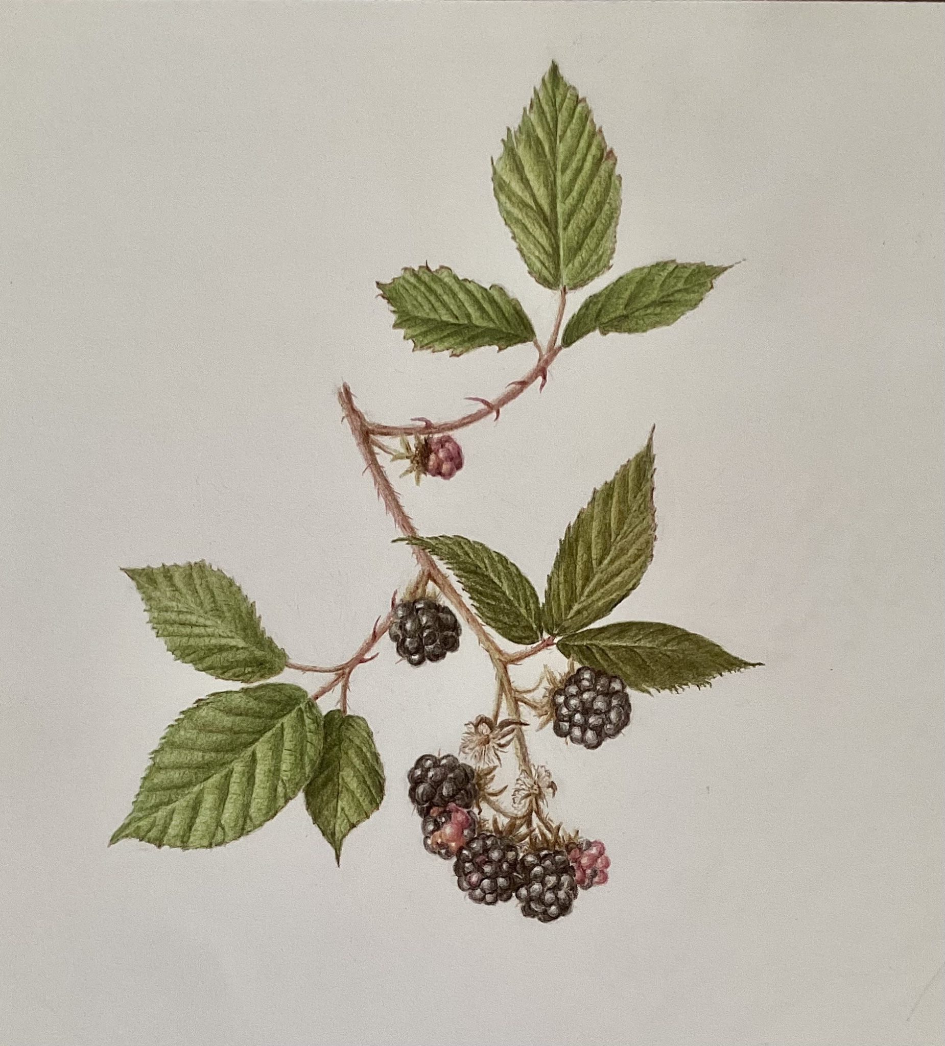 Weekend Art Challenge Results!