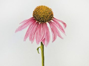 Botanical Painting Student Lisa Dickson