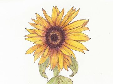Botanical Coloured Pencil Diploma Course – Lynne Scoresby