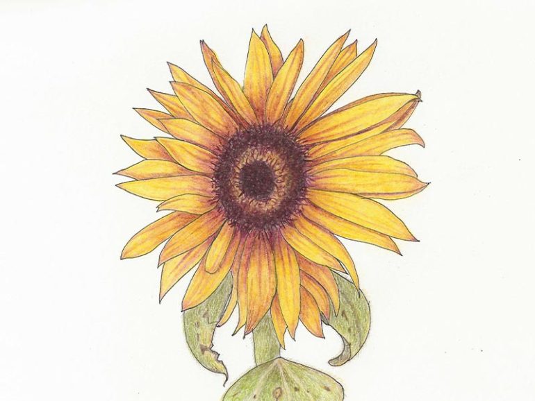 Botanical Coloured Pencil Diploma Course – Lynne Scoresby