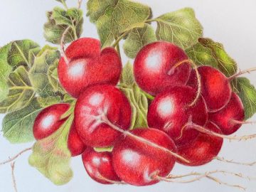 Botanical Coloured Pencil Diploma – Heather Kennedy