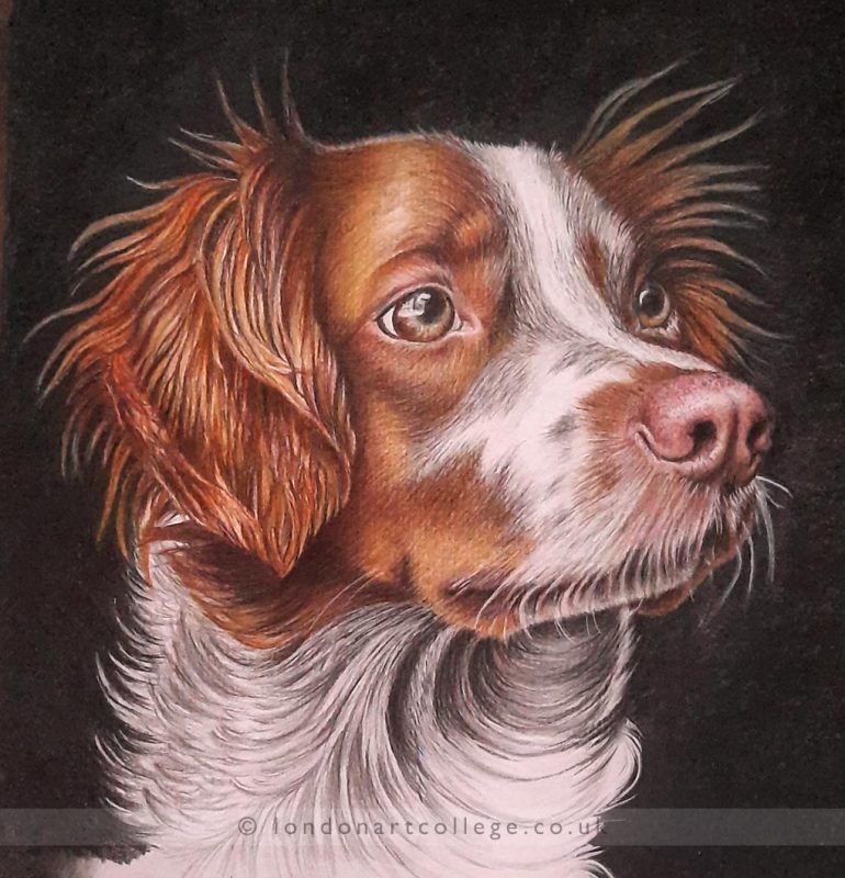 Pet Portraits Diploma: Two Beautiful Dogs from Tina Carroll